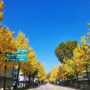 노포역 3번 출구 맞은편 횡단보도앞 | 서울핫플장소 경복궁역 은행나무실시간 단풍 명소로 유명한 서촌 카멜카페