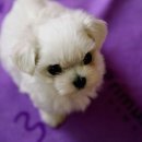 아름동물병원 이미지