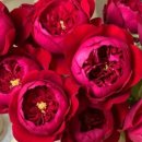 Peony(피오니)