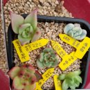 (주)콩지팥찌 이미지