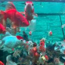 애견수족관 이미지