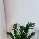 렉슬빌라 이미지