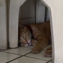 세기교통 | 세부 시티투어 가볼만한곳, 19세기 귀족의 삶 &#39;카사 고로르도 박물관&#39; 상세 후기