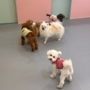 멍땅내사랑 애견유치원 애견호텔 | 쥐콩🐶 26년 1분기 어린이집 사진전💕 (평택강아지유치원/강아지어린이집/멍땅내사랑/애견유치원)
