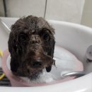 안나펫살롱 이미지