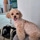 펫살롱 꽃단장 | [천안 애견미용] 보듬어줄개 : 비숑·푸들 가위컷 전문! 말티즈가 주차장부터 신나서 뛰어가는 곳