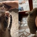 쓰담쓰담 이미지