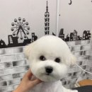 하이멍애견샵 네이버블로그