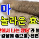 마 효능 마즙 안좋은점 칼로리 참마 몸에 좋은점 이미지