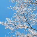 광주천우안자전거도로 | "한 번 가면 매년 가게 된다" 광주 벚꽃 명소 Best 3는?