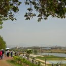 공릉천자전거도로변 | 파주 금촌 공릉천 튤립 명소, 튤립이 만개한 파주 공릉천 튤립꽃밭