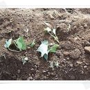 [고구마 심는 방법] 고구마모종 1단(100포기)로 심을 수 있는 면적은? 이미지