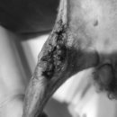 산본동물병원 이미지