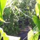 황진농장 이미지