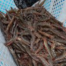 울산전복킹 | 울산 북구 대게 나만아는 입소문맛집 호호바다! / 킹크랩 새우 백골뱅이 가족모임굿