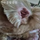 견우동물병원 | 경기광주 근처동물병원 견우동물병원 24시동물병원