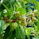 미숙식품 이미지