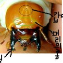 사슴벌레유충구분법 이미지