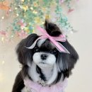 태원켄넬 이미지