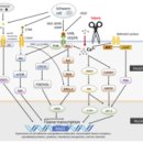 Re: nerve injury - neuropraxia, axonotmesis, neurotmesis 이미지