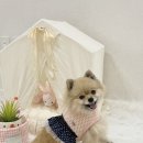 [펫츠랜드] 강아지 하네스 추천, 펫츠랜드 하네스 솔직 후기