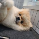 정샘 동물병원 이미지