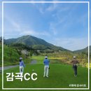 충청도 베스트 골프장 6월 감곡CC 야간 노캐디 후기, 피치 코스 솔직 리뷰