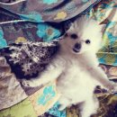 하얀강아지 이미지