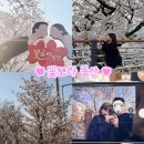 대구광역시청 산격청사 | [대구벚꽃명소/꽃보라동산] 대구 벚꽃명소 꽃보라동산 3.28 토요일 후기