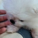 버디독 강아지분양 안심분양센터 시흥점 이미지