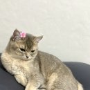 시루마루 이미지