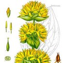- 대황용담, Yellow gentian 이미지