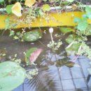 허브농원 이미지