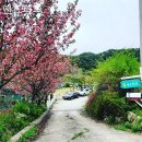 힐링퍼피 이미지