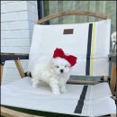 앨리스코리아켄넬 이미지