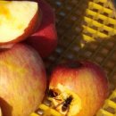 금봉산 농장 이미지