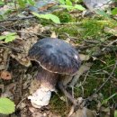 흑자색그물버섯,가지색그물버섯,Boletus violaceofuscus Chiu 이미지