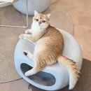 701아를고양이카페(cat in the art) | 하남고양이카페 701아를고양이카페 아이와 미사실내데이트 랙돌 분양
