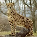 아이윌24시동물병원 이미지