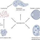 Re: The metabolic roots of senescence: mechanisms and opportunities for int 이미지