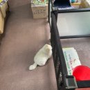 폼나고폼나개 이미지