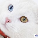 해옴동물병원 이미지