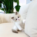 수원고양이분양 고사남 본점 이미지