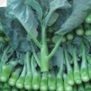 중식농장 이미지