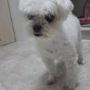 여의도 동물병원 은하점 이미지