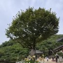 사뭇 달라진 사찰의 명절분위기~~♡ 이미지