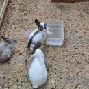 푸른비목장 | 안개 속의 낭만! 반려견과 함께한 대관령 하늘목장 비 오는 날 후기 🌧️