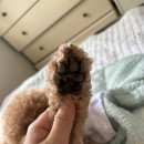 우쭈쭈 애견샵 이미지