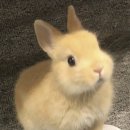 하늘토끼 이미지