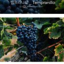 띤또(Tinto) 이미지